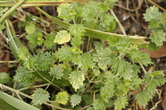 Urtica thunbergiana