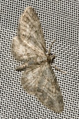 Eupithecia inturbata