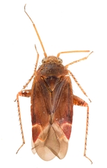 Psallus lepidus