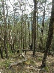 Eucalyptus urophylla