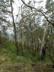 Eucalyptus urophylla