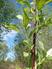 Salix caprea