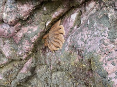 Stichaster australis