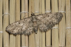 Eupithecia inturbata