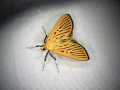 Tyspanodes striatus