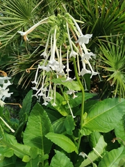 Nicotiana