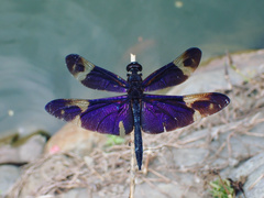 Rhyothemis regia