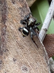 Saitis virgatus