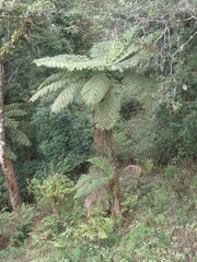 Cyatheales
