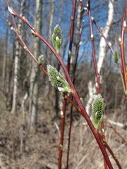 Salix caprea