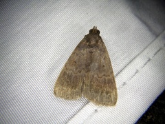 Hydrillodes lentalis