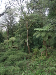 Cyatheales