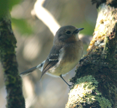 Chasiempis sclateri