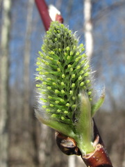Salix caprea