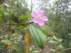 Melastoma malabathricum