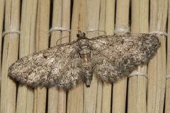 Eupithecia inturbata
