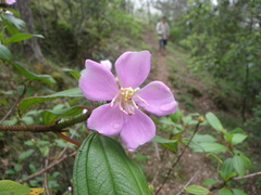 Melastoma malabathricum