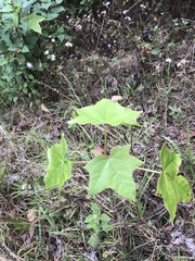 Aleurites moluccanus