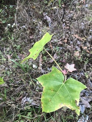 Aleurites moluccanus