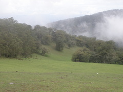 Eucalyptus urophylla