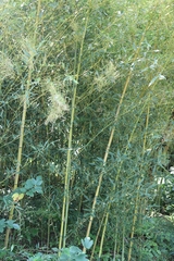 Phyllostachys aureosulcata