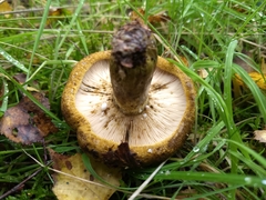 Lactarius turpis