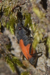 Melanopleurus