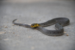 Fowlea flavipunctata