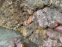 Stichaster australis