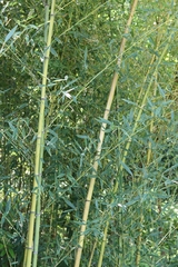 Phyllostachys aureosulcata