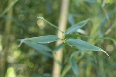 Phyllostachys aureosulcata