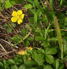 Potentilla reptans