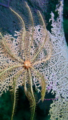 Crinoidea