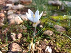 Crocus