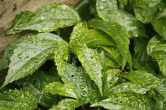 Elatostema cyrtandrifolium