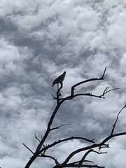 Pernis ptilorhynchus torquatus