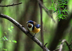 Acanthorhynchus tenuirostris