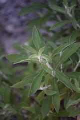 Gnaphalieae