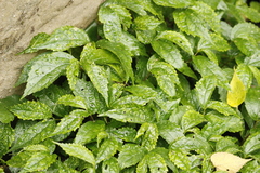 Elatostema cyrtandrifolium