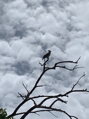 Pernis ptilorhynchus torquatus