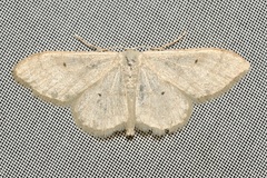 Idaea straminata
