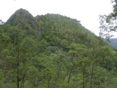 Eucalyptus urophylla