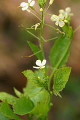 Raphanus raphanistrum