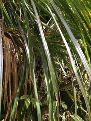 Freycinetia banksii