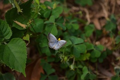 Pseudozizeeria maha okinawana