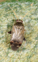Psallus perrisi