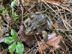 Pelophylax nigromaculatus