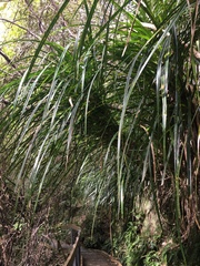 Freycinetia banksii