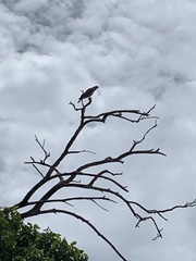 Pernis ptilorhynchus torquatus