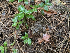 Pelophylax nigromaculatus